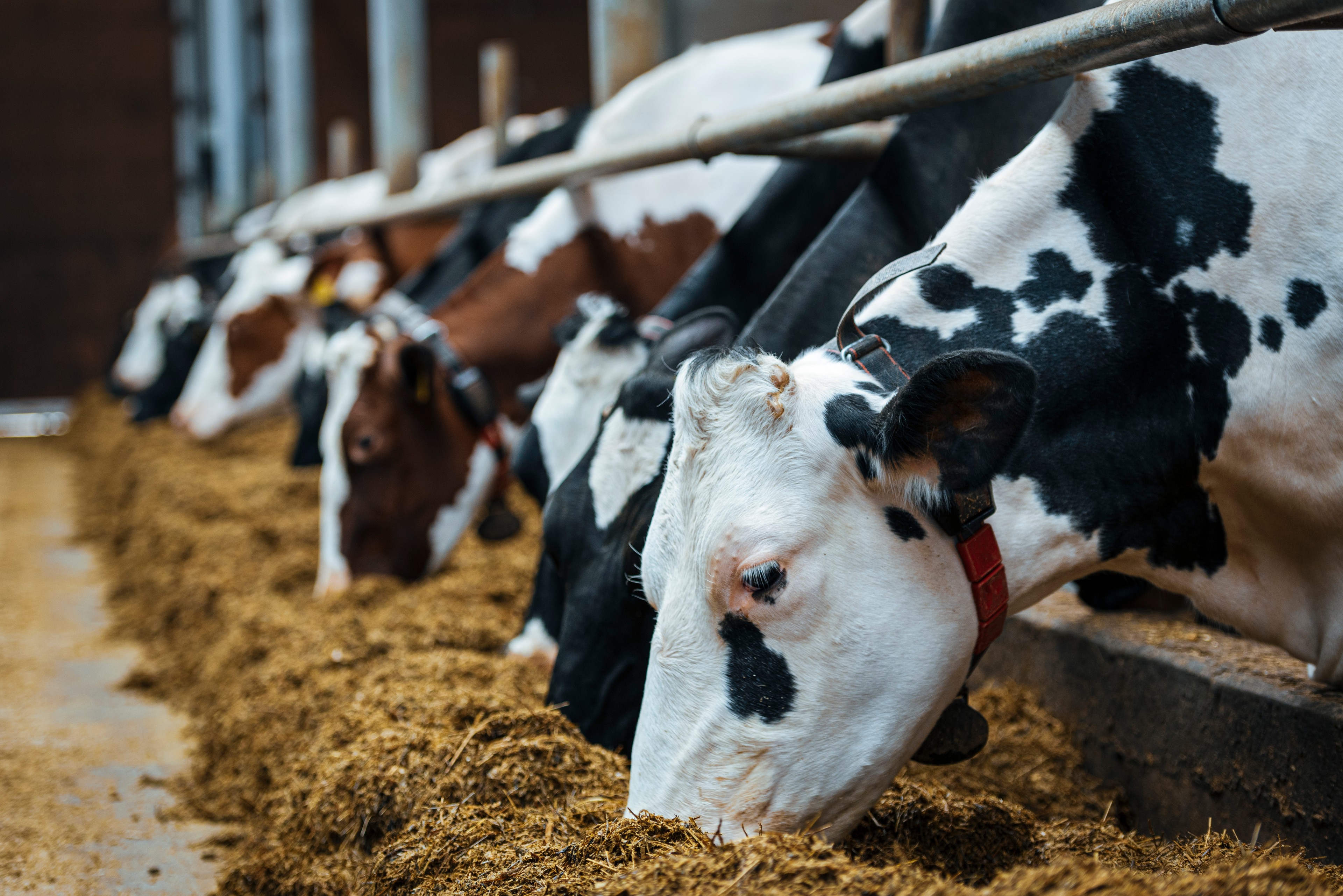 Top 10 Cattle Feed Manufacturers Lucknow