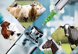 Veterinary Third Party Manufacturers In Punjab