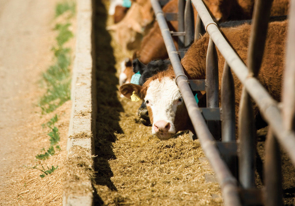 Top 10 Cattle Feed Manufacturers Uttar Pradesh