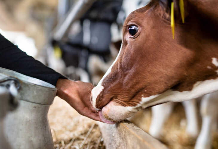 Top 10 Cattle Feed Manufacturers Vadodara