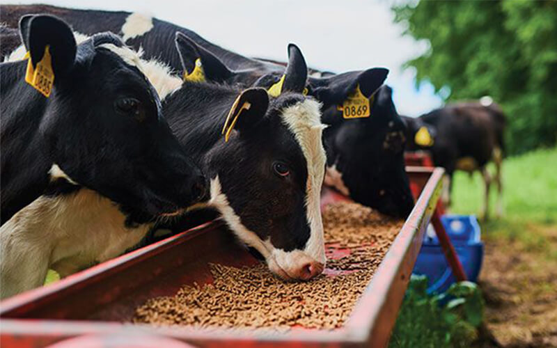 Top 10 Cattle Feed Manufacturers in Rajasthan