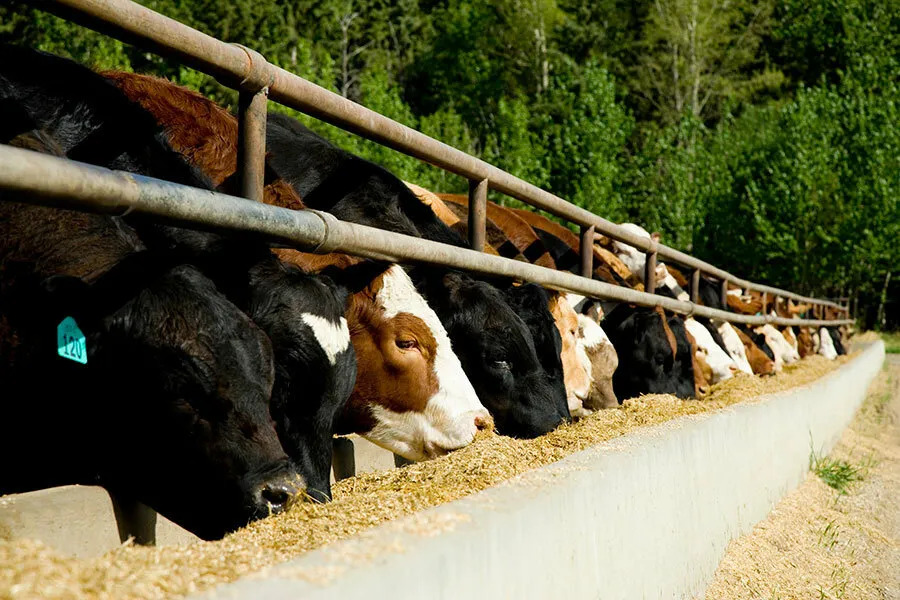 Top 10 Cattle Feed Manufacturers Andhra Pradesh