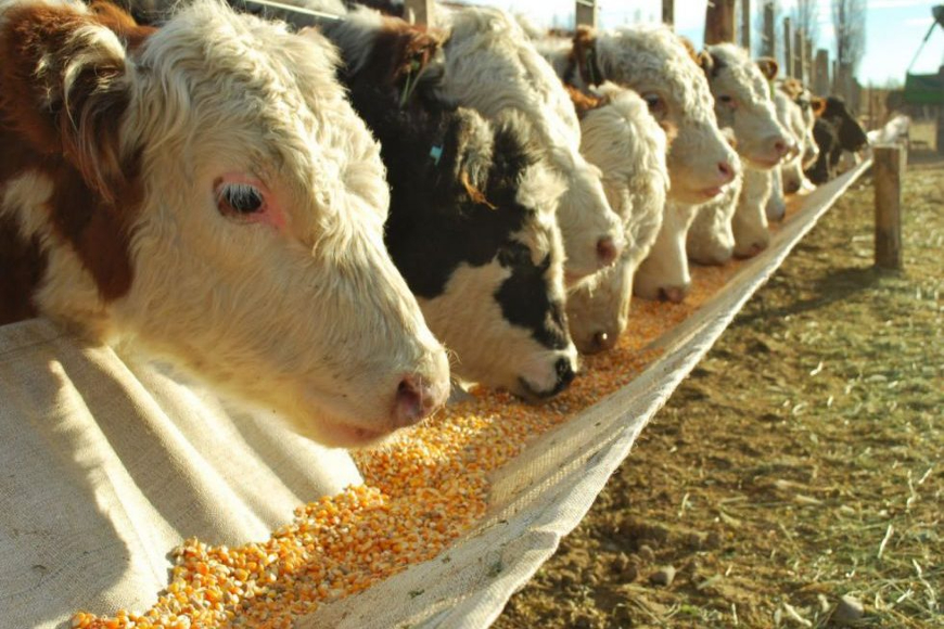 Top 10 Cattle Feed Manufacturers Kerala