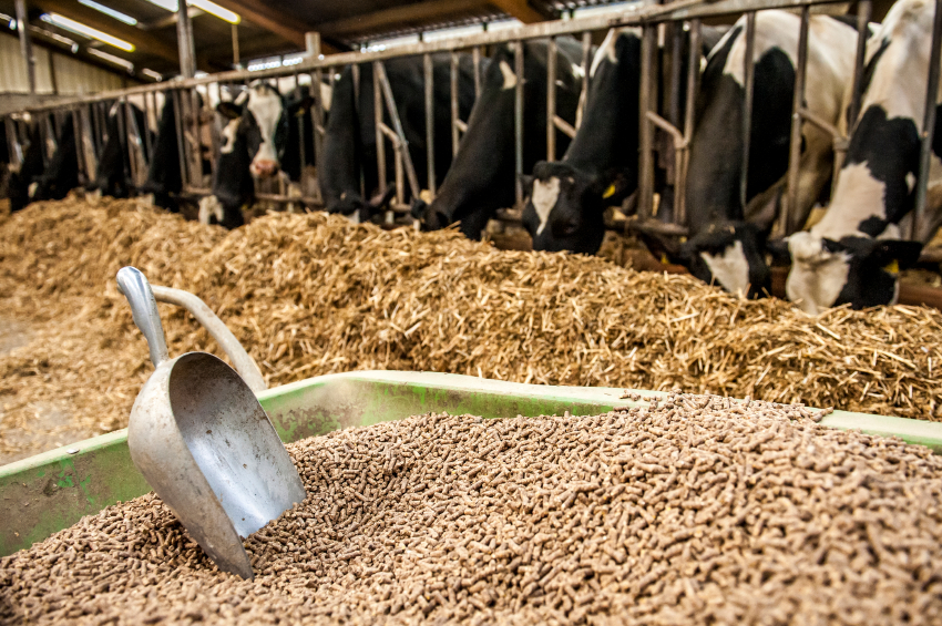 Top 10 Cattle Feed Manufacturers West Bengal