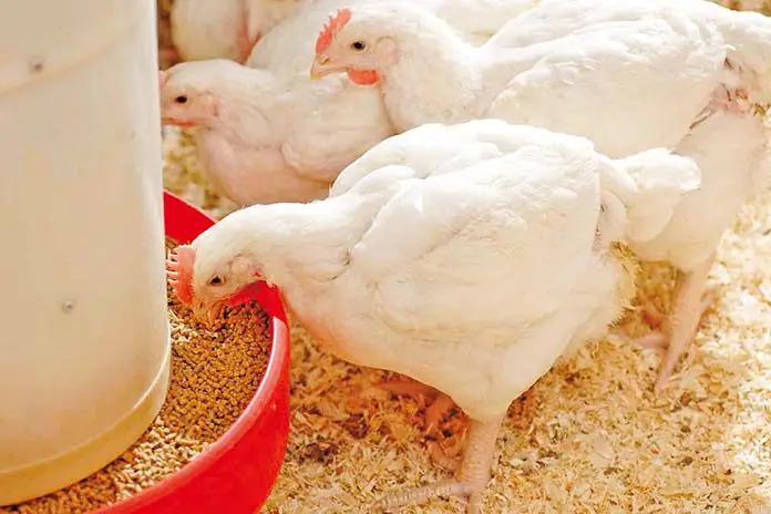 Poultry Feed Supplements Exporters