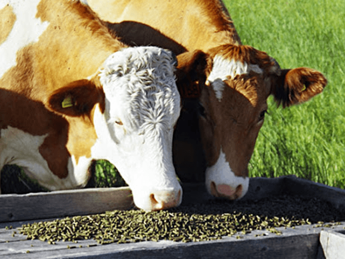 Top 10 Cattle Feed Manufacturers Haryana