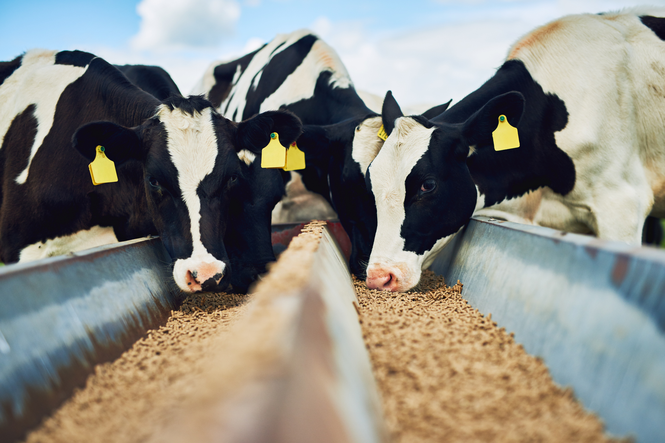 Top 10 Cattle Feed Manufacturers in India