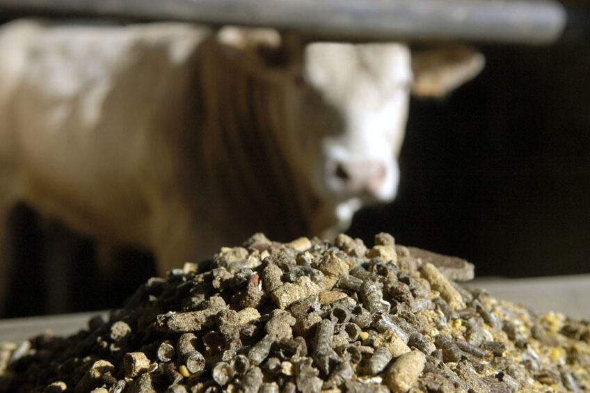 Top 10 Cattle Feed Manufacturers Assam
